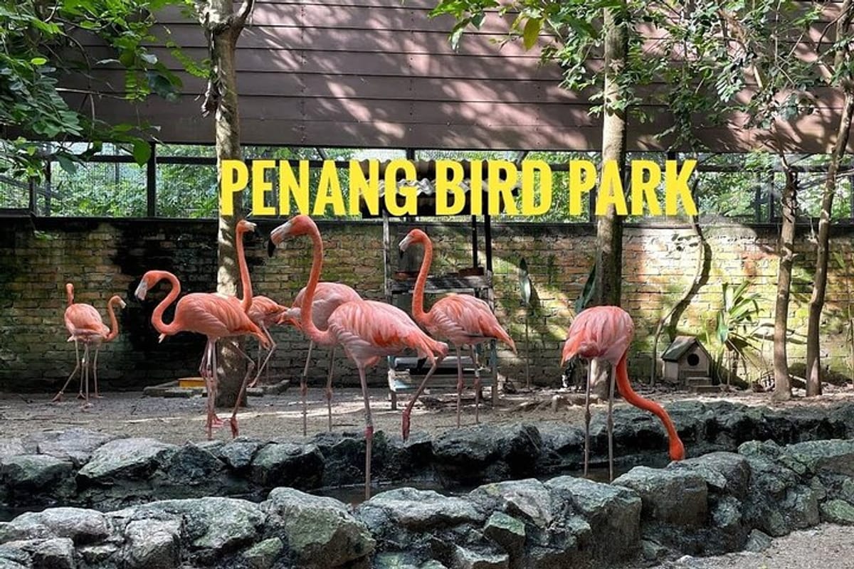 Unlike typical tours, this tour includes an admission ticket to Penang Bird Park