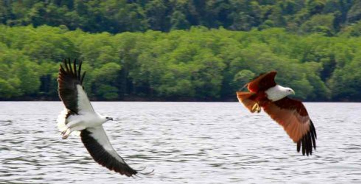 island-hopping-eagle-feeding-malaysia-pelago0.jpg