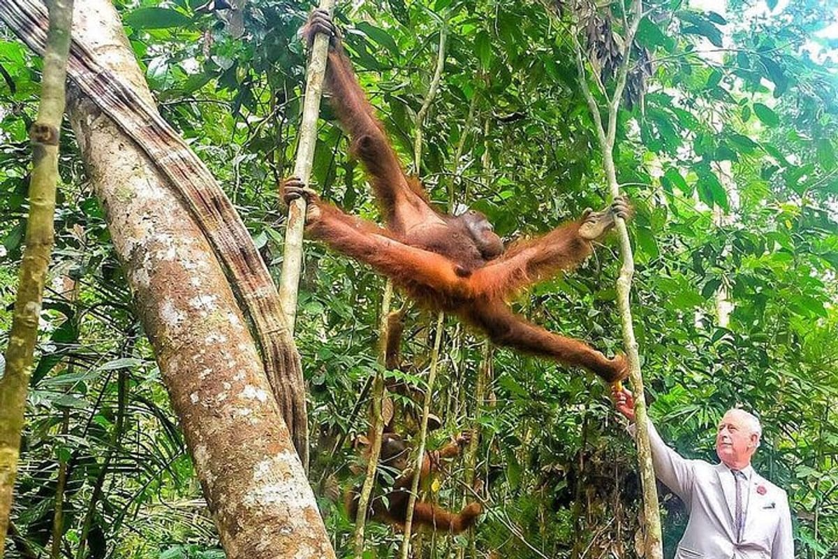 marvellous-creature-orangutan-sarawak-semenggoh-wildlife-centre-tour_1