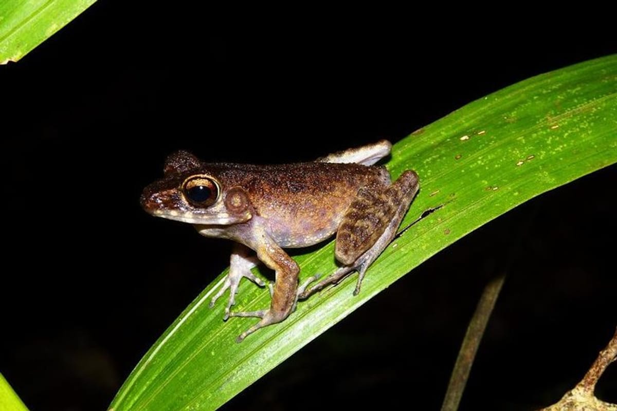 Night Frog Hunting at Kubah NP 