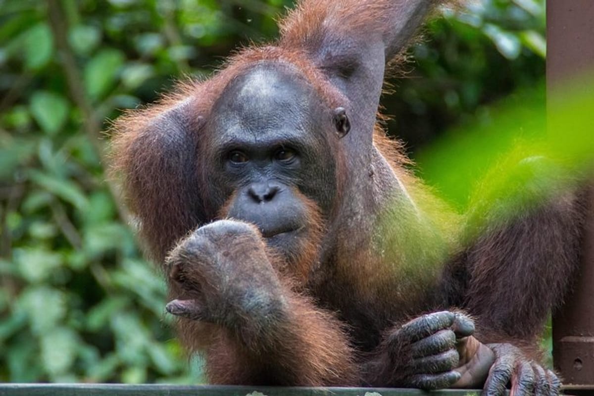 Encounter with orang utans in their natural habitat