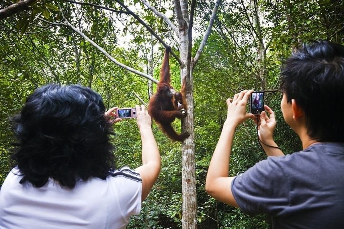 wonder-orangutan-sarawak-semenggoh-wildlife-centre-tour_1