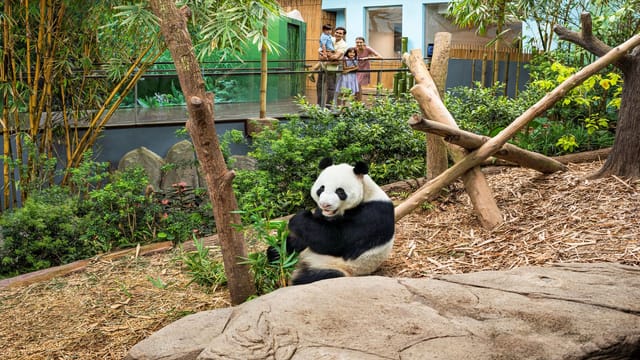 3-in-1 Park Hopper: River Wonders + Singapore Zoo + Singapore Night Safari  in Singapore | Pelago