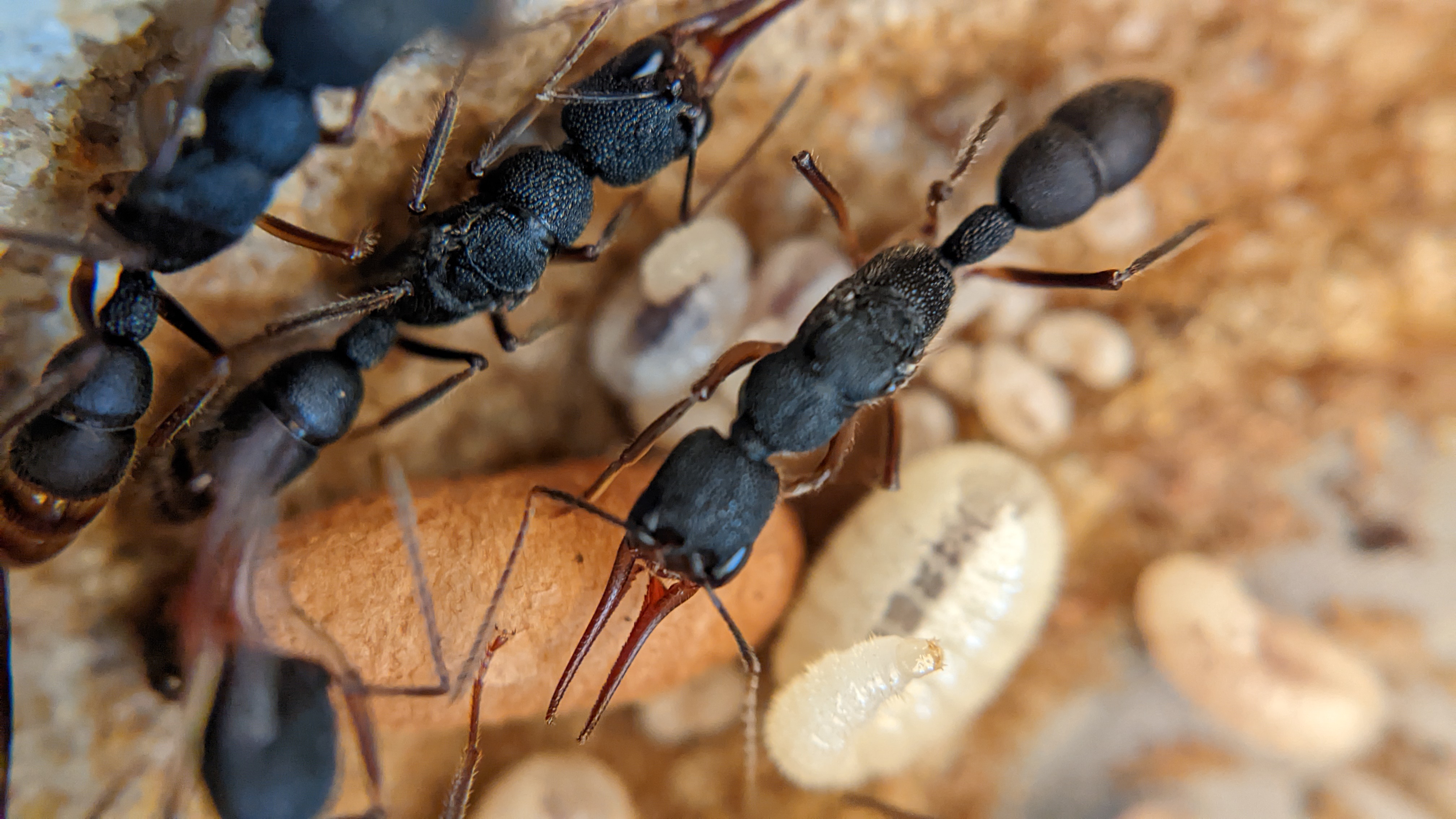 ants蚂蚁