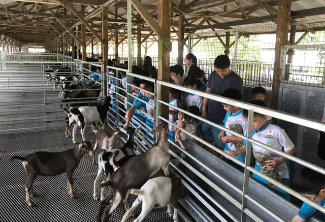 hay dairies goat farm tour