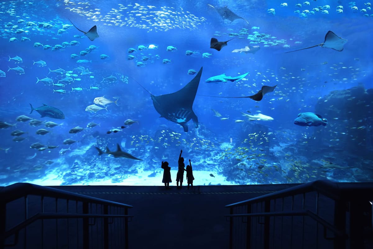 The pièce de résistance of the S.E.A. Aquarium, the Open Ocean Habitat – a huge viewing panel that stands at 8.3 metres tall by 36-metres wide, home to behemoths of the ocean like the leopard shark, goliath groupers, and manta rays