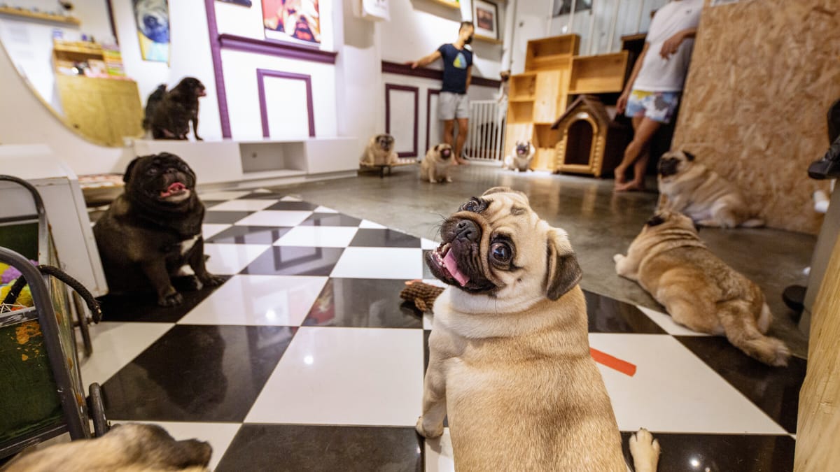 What The Pug Cafe | Dogs | Puppies | Haji Lane | Arab Street | Singapore | Pelago