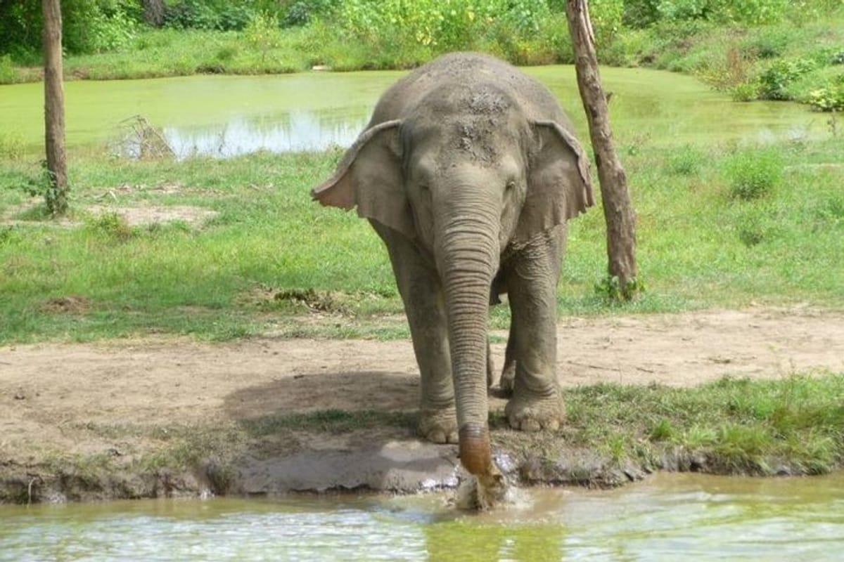 2-day-1-night-elephant-world-kanchanaburi-from-bangkok_1