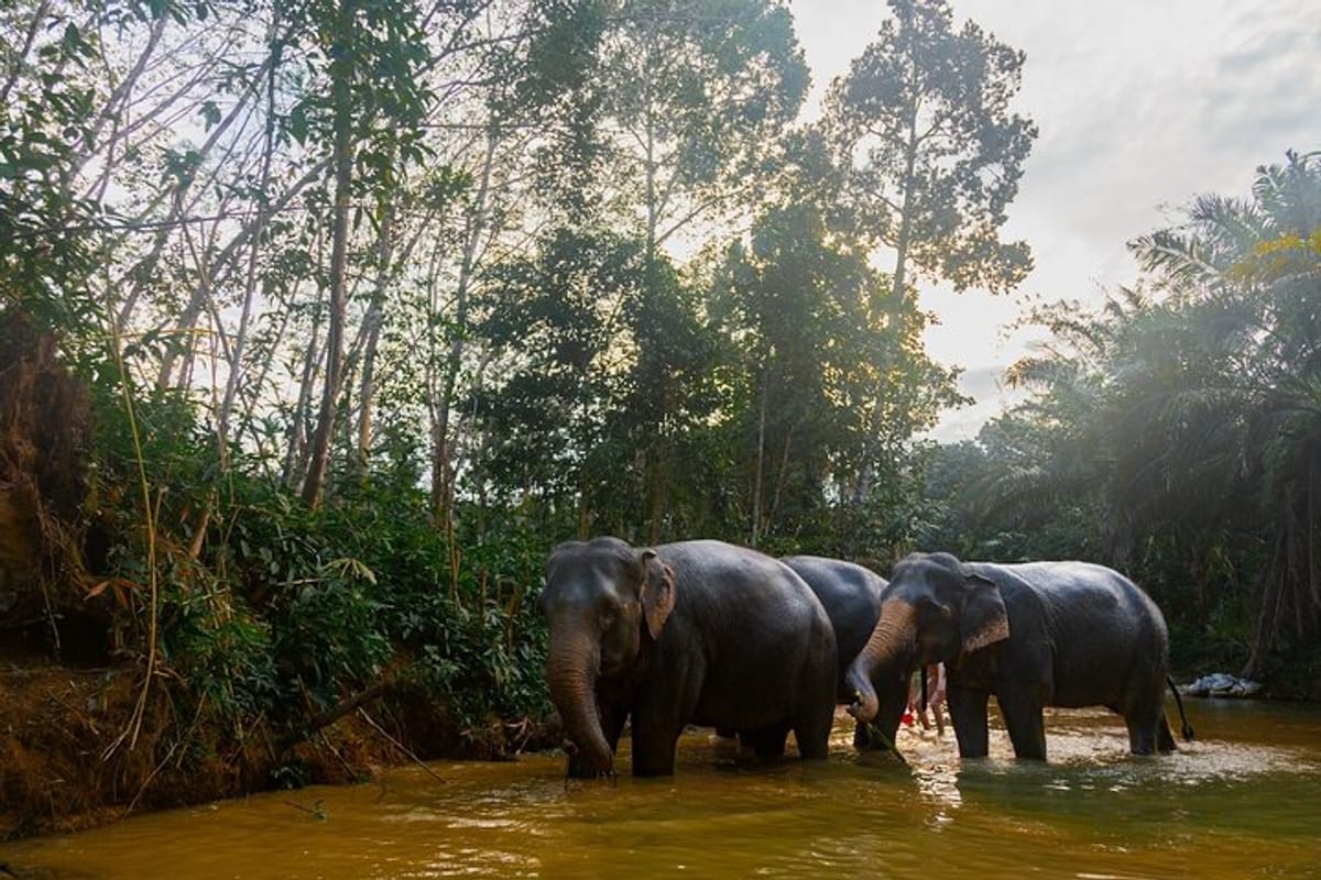 60 minutes- Khaolak Elephant Sanctuary Observation Tour