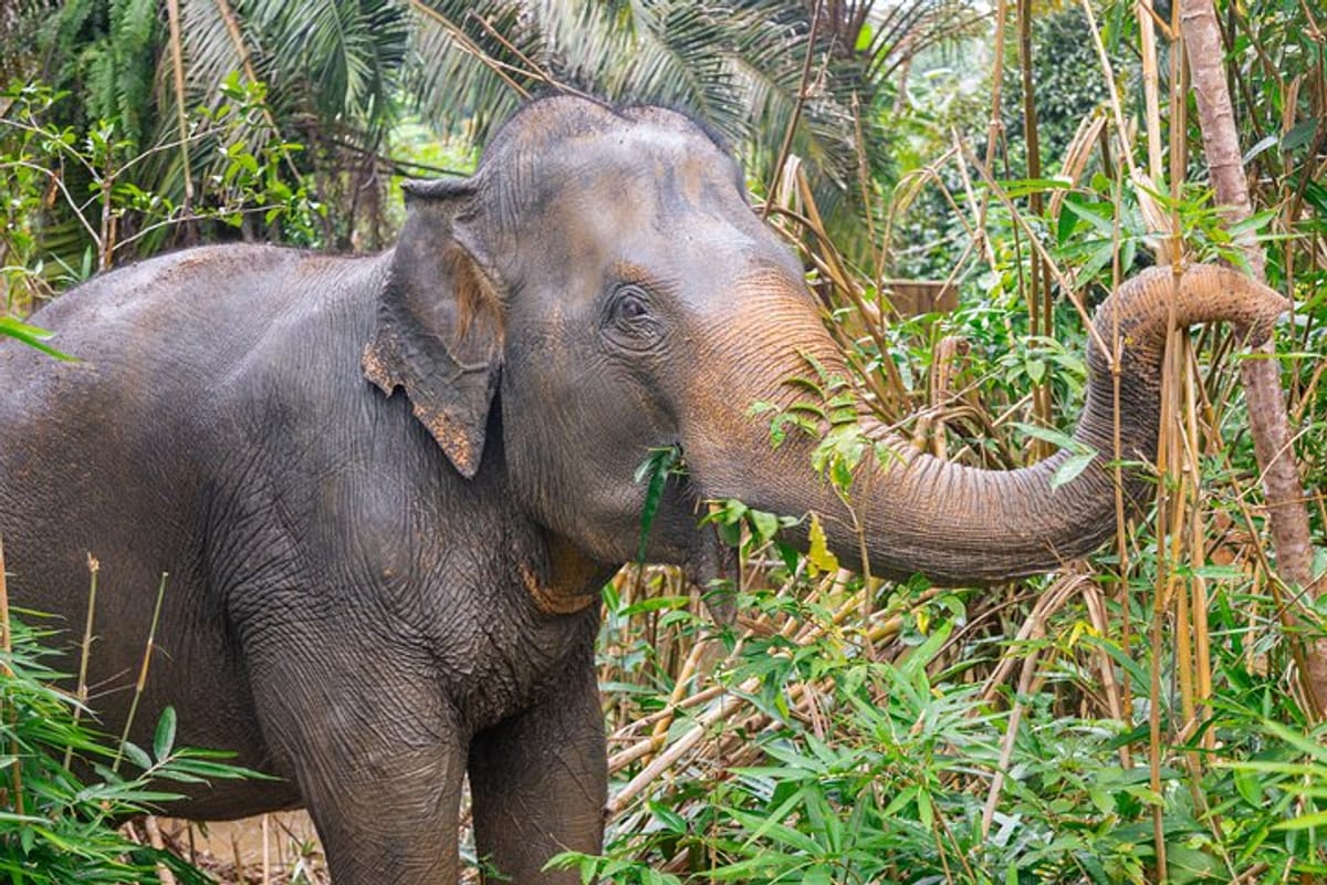 30-minutes-guided-tour-transfer-to-khaolak-elephant-sanctuary_1