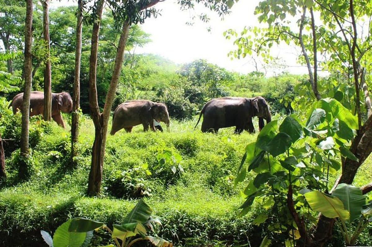4-Hours Phuket Ethical Elephant Sanctuary Tour with Lunch