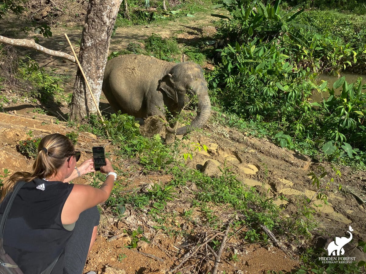 phuket-hidden-forest-elephant-reserve-lunch-transfer-morning-tour-thailand-pelago0.jpg