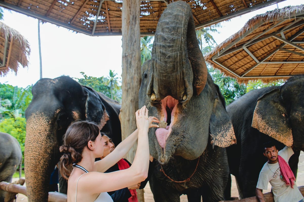 ao-nang-elephant-sanctuary-half-day-tour-thailand-pelago0.jpg
