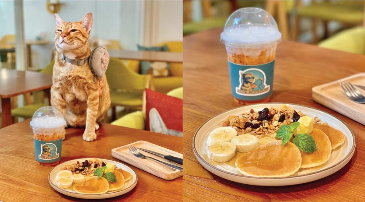 asok-pethouse-cat-cafe-set-meal-experience-in-bangkok-thailand-pelago0.jpg