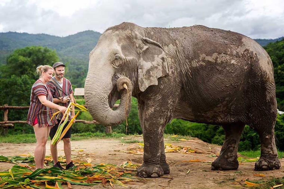 elephant-jungle-sanctuary-chiang-mai-pelago0.jpg
