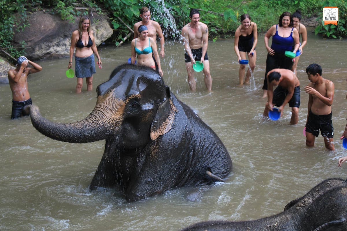 elephant-jungle-sanctuary-chiang-mai-thailand-pelago0.jpg