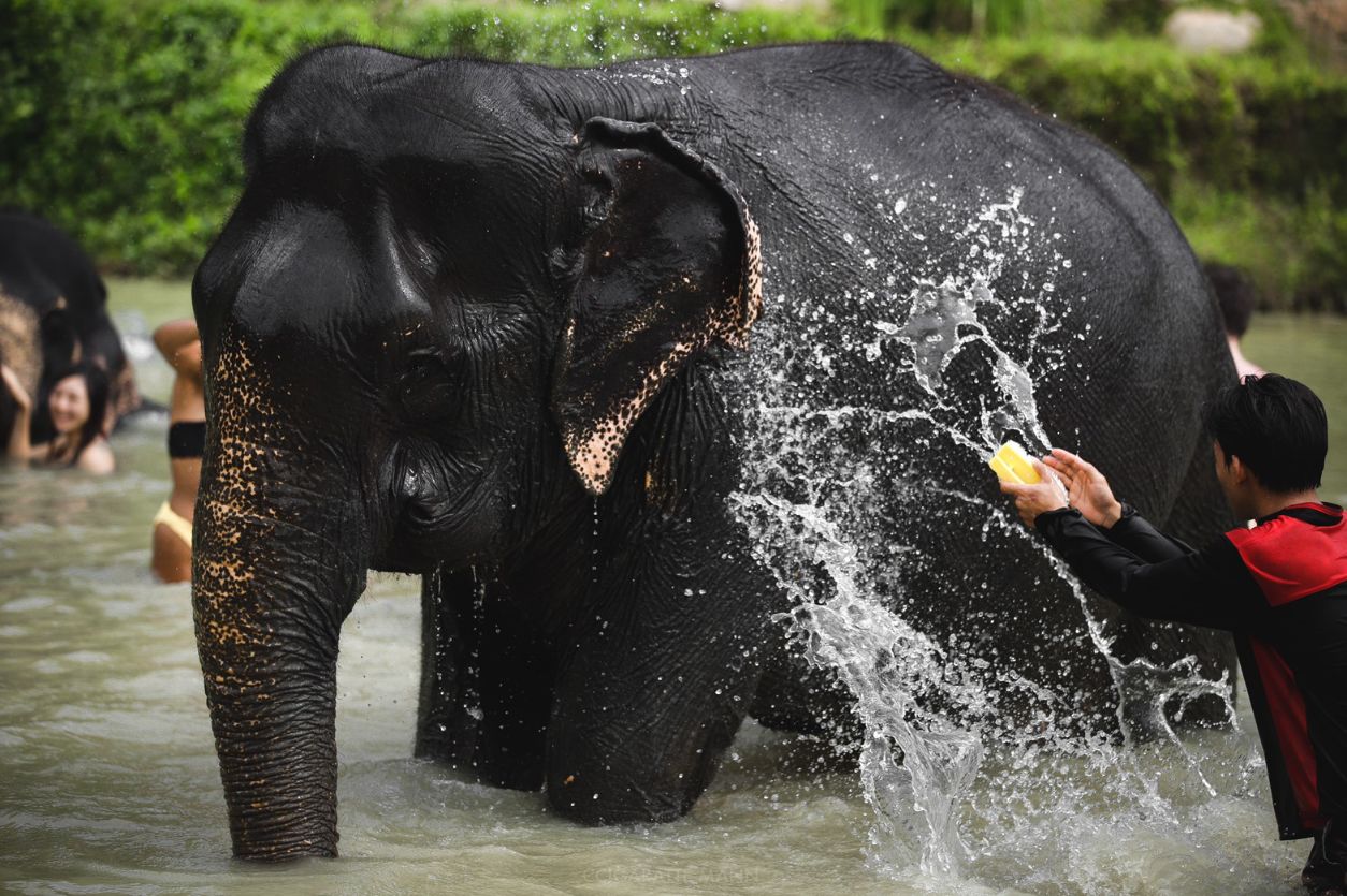 Elephant Jungle Sanctuary Phuket in Phuket | Pelago