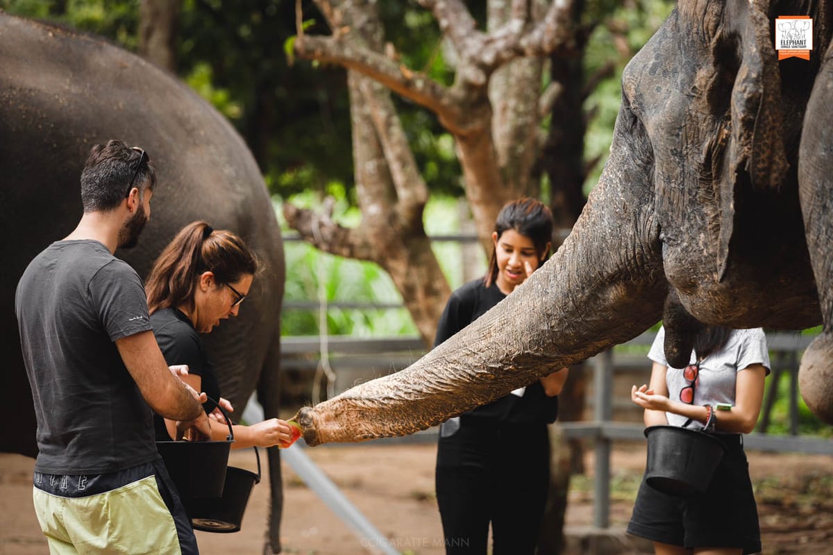 elephant-jungle-sanctuary-samui-thailand-pelago0.jpg