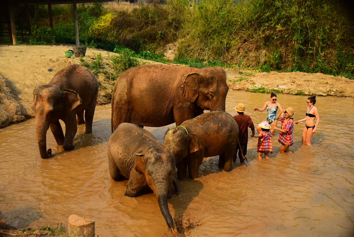 elephant-retirement-park-phuket-half-day-thailand-pelago.jpg