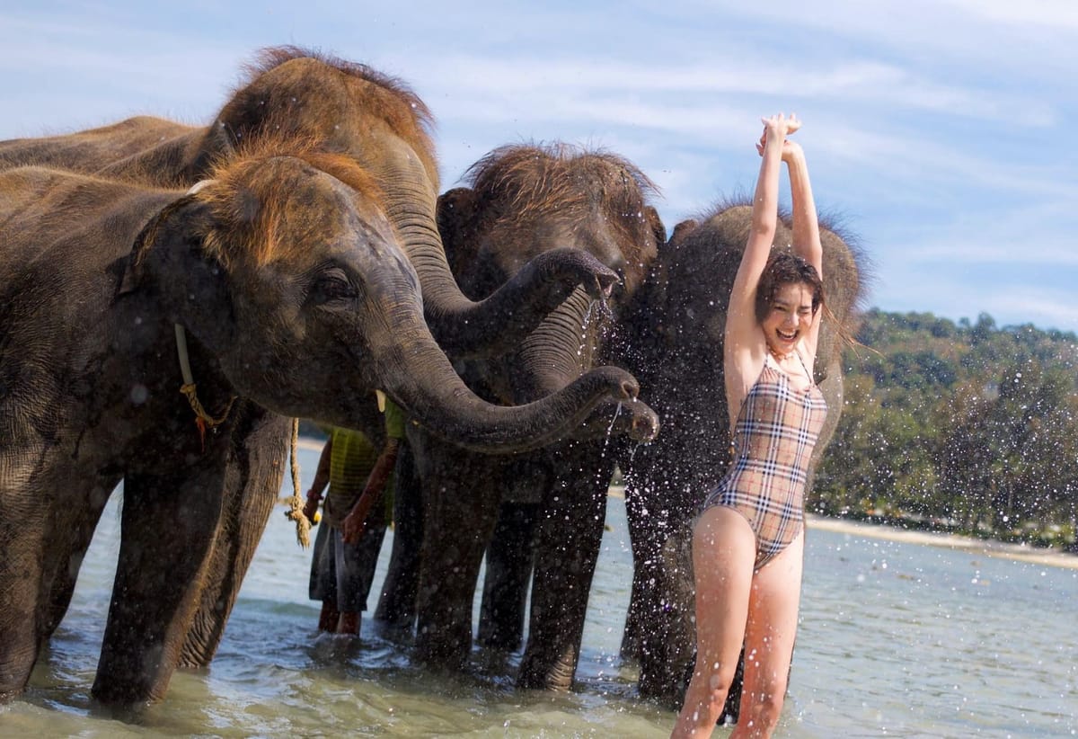 elephant-swims-lucky-beach-thailand-pelago0.jpg