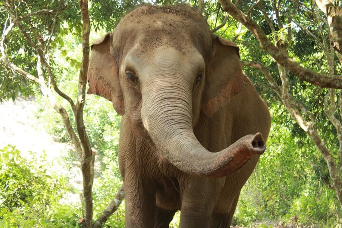 Ethical Elephant Observation by Samui Elephant Sanctuary