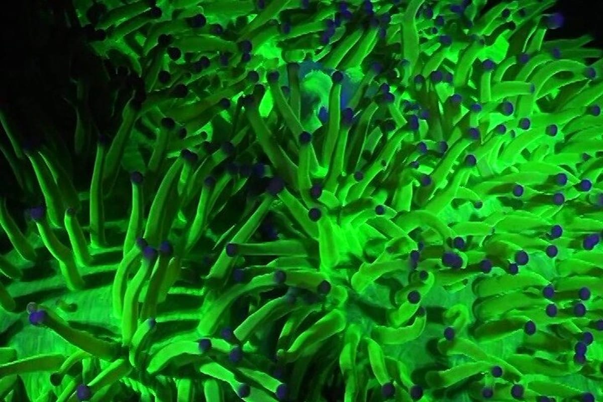 fluorescent-diving-with-ultraviolet-dive-lights_1