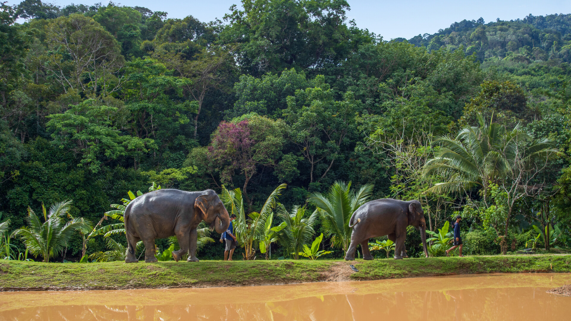 Phuket Elephant Sanctuary. Green Elephant Sanctuary Park. Green Elephant Sanctuary Phuket. Thailand Green Elephant Sanctuary Park. Green elephant sanctuary