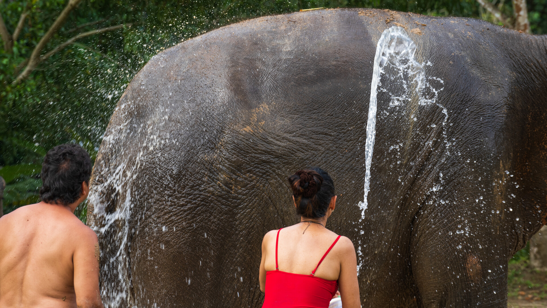 Green Elephant Sanctuary Phuket. Thailand Green Elephant Sanctuary Park. Green Elephant Sanctuary Урс фехра Urs Fehr.