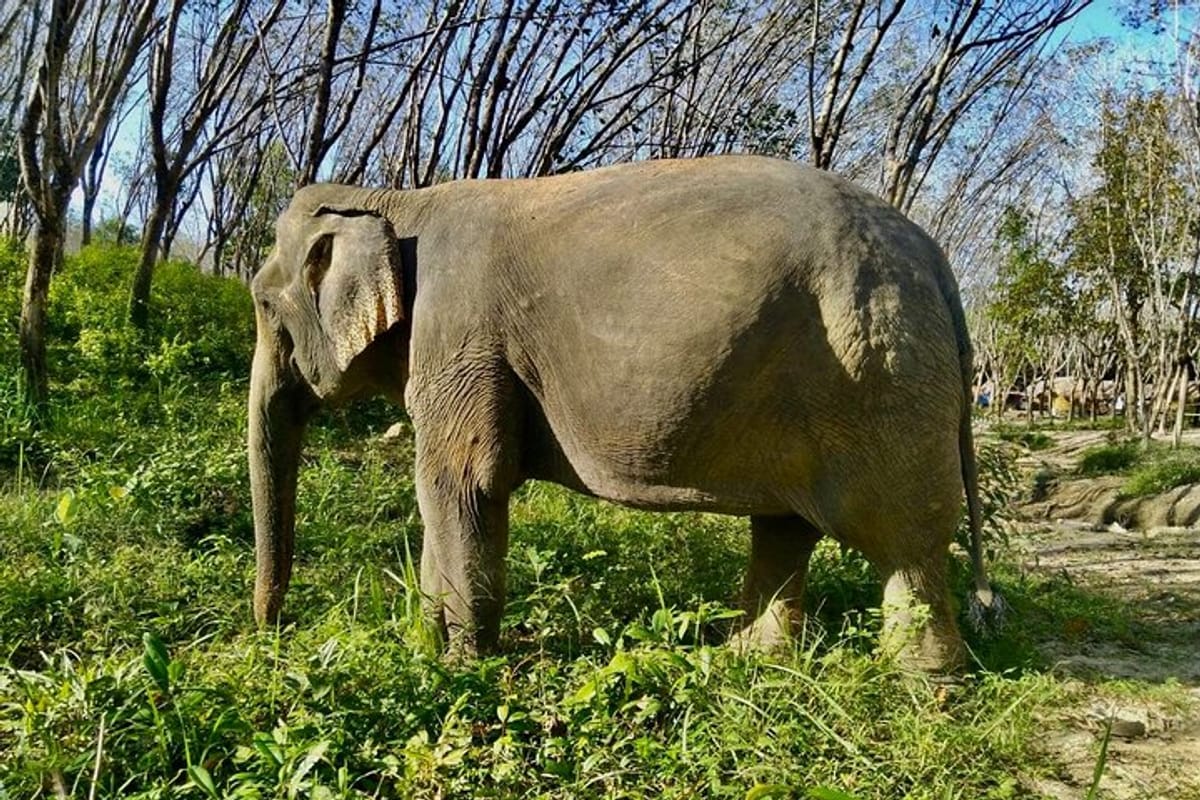 Walking with Guide Tour to Khaolak Elephant Sanctuary