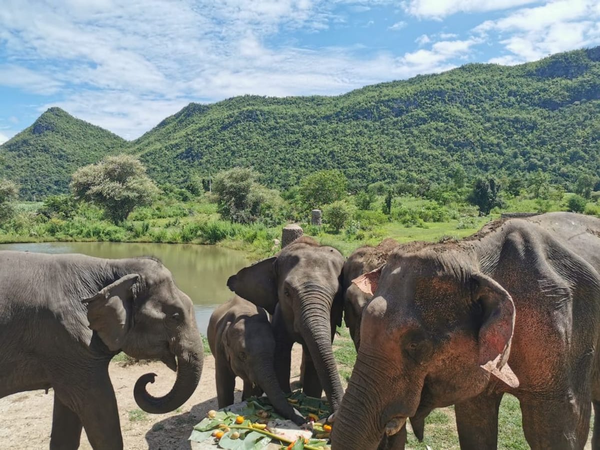 kanchanaburi-elephant-sanctuary-erawan-waterfall-tour-thailand-pelago0.jpg