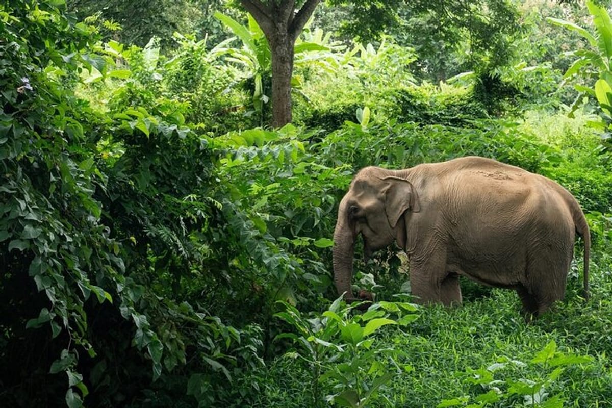 Khaolak : Elephant Sanctuary Observation with Lunch