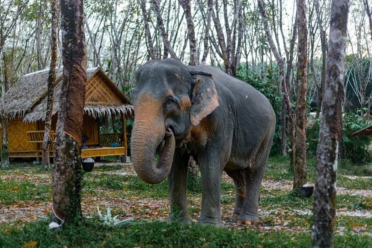 khaolak-ethical-elephant-sanctuary-overnight-program_1