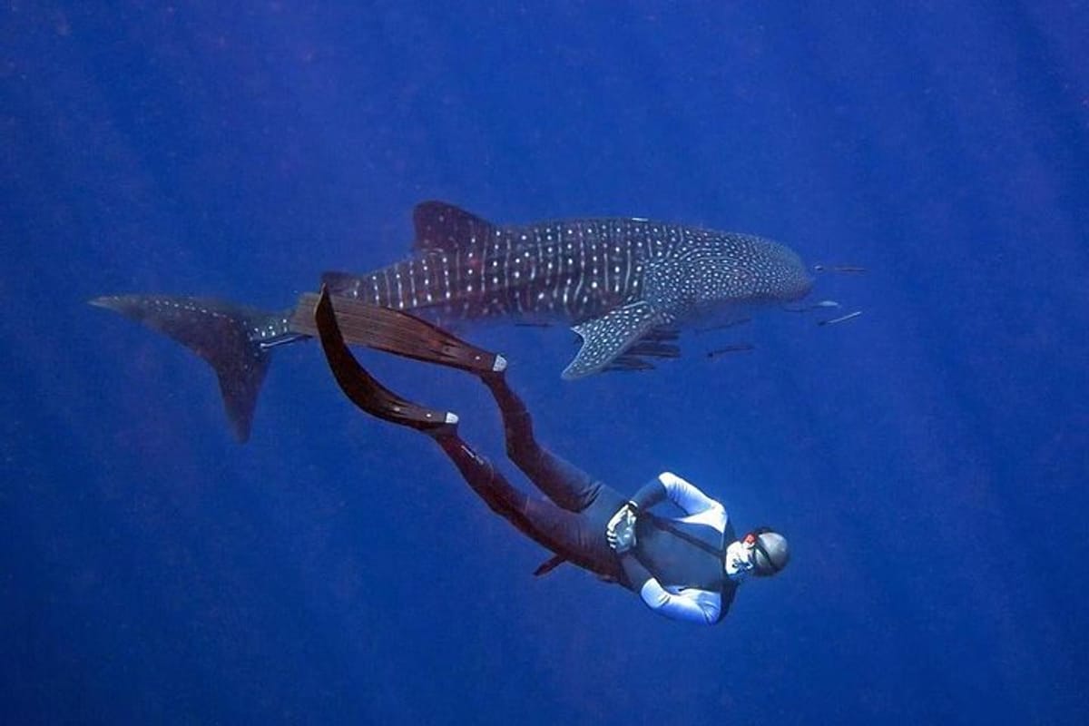 Freediver with a whale shark