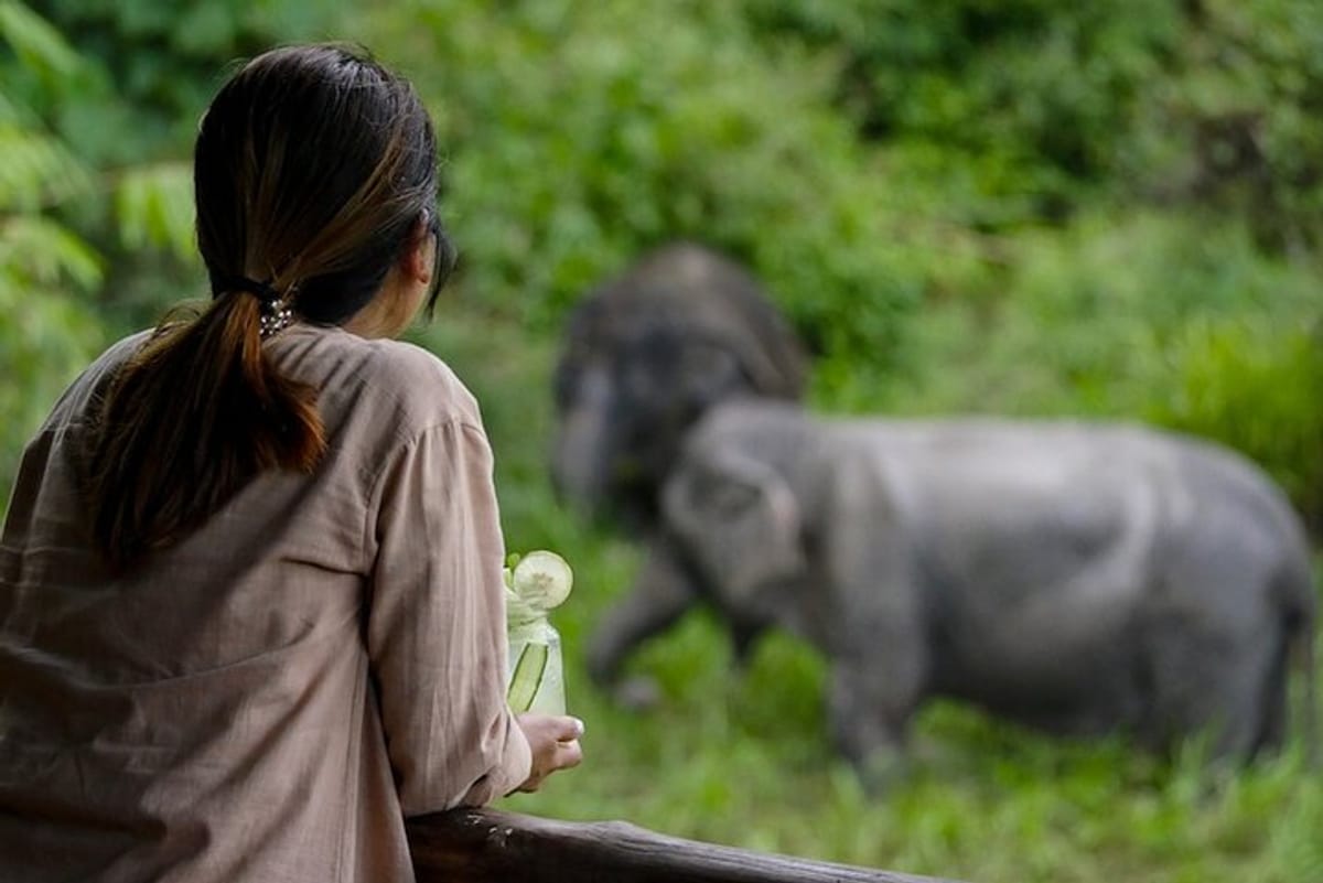 Phuket's Most Ethical Elephant Experience