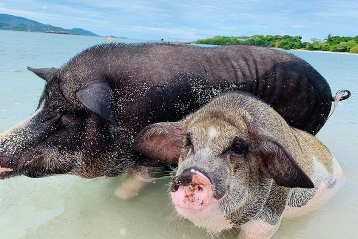 pig-island-snorkeling-sightseeing-tour-by-speedboat-from-koh-samui_1