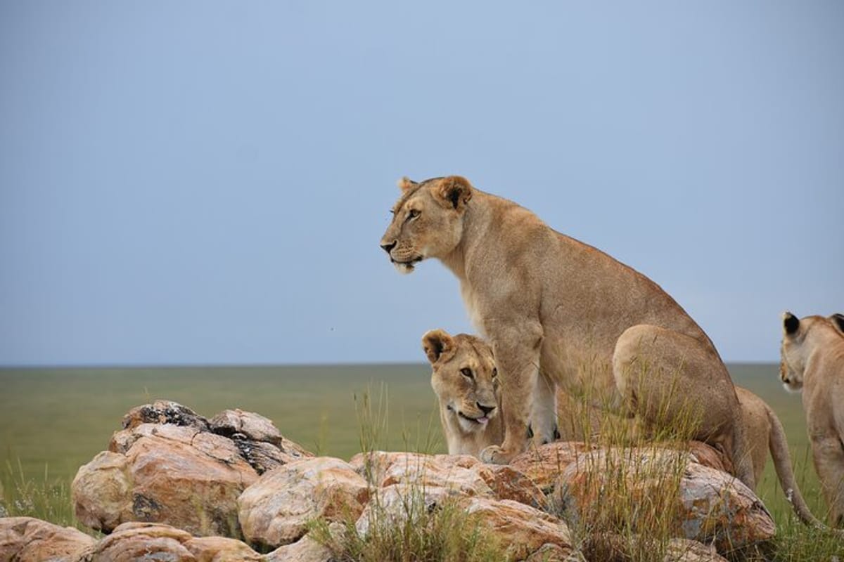 Lion scanning the plains of Serengeti 